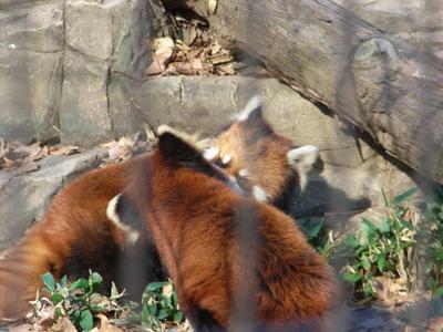 panda1.jpg