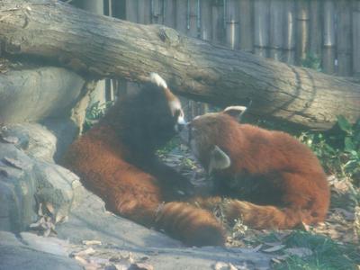 panda3.jpg